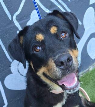 Sassafras -  Rottweiler Dog for Adoption in Newport, Tennessee - Sassafras | PetCurious