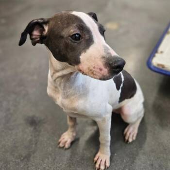 Bebe -  American Staffordshire Terrier Dog for Adoption in Lynchburg, Virginia - Bebe | PetCurious