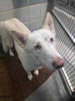 Husky Dogs Available for Adoption - WINTER | PetCurious