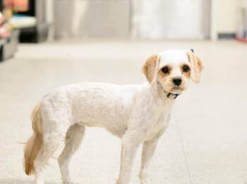 Cavapoo Dogs Available for Adoption - Annie | PetCurious
