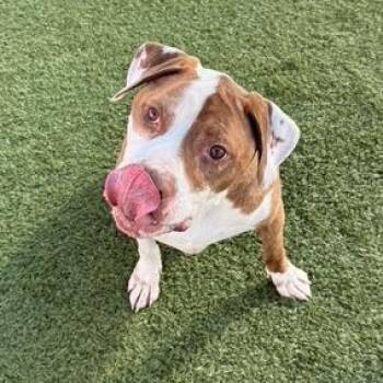 Harley -  Pit Bull Terrier Dog for Adoption in Idaho Falls, Idaho - Harley | PetCurious