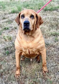 Rescue Hound Dogs for Adoption in Beech Bottom, West Virginia - COOPER | PetCurious