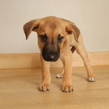 Aimee D71511 -  Labrador Retriever and Mixed Breed Dog for Adoption in Minnetonka, Minnesota - Aimee D71511 | PetCurious