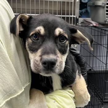 Shepherd and Great Pyrenees Dogs Available for Adoption in Maynardville, Tennessee - Valor | PetCurious