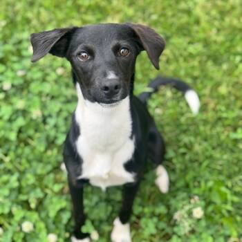 Terrier and Mixed Breed Dogs Available for Adoption in Brownsboro, Alabama - Pine | PetCurious