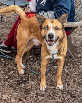 Mixed Breed Dogs Available for Adoption - Morillo | PetCurious