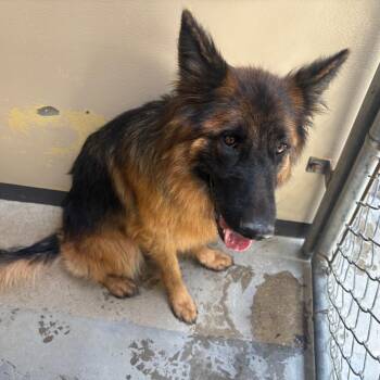 IVHS-Stray-139850_2_3 -  German Shepherd Dog Dog for Adoption in San Gabriel, California - IVHS-Stray-139850_2_3 | PetCurious