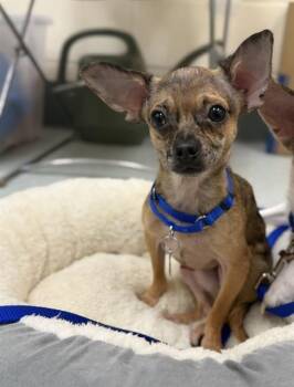 Chihuahua Dogs Available for Adoption in Boston, Massachusetts - SNOOP | PetCurious