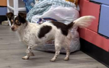 Mocha -  Chihuahua and Papillon Dog for Adoption in Tifton, Georgia - Mocha | PetCurious