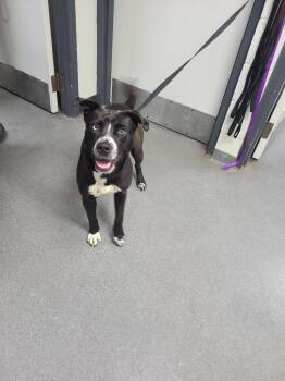 Mixed Breed Dogs Available for Adoption - D185-26 | PetCurious