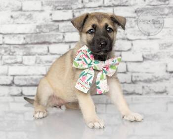 Inga 10 weeks old - In The New England Area -  Shepherd and Great Pyrenees Dog Available for Adoption in Tuscaloosa, Alabama - Inga 10 Weeks Old - In The New England Area | PetCurious