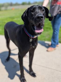 Great Dane Dogs Available for Adoption in Defiance, Ohio - Toby | PetCurious
