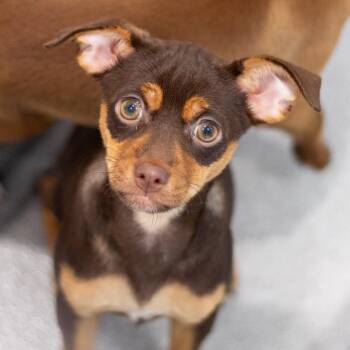 Emmeline 22487 -  Miniature Pinscher and Mixed Breed Dog for Adoption in Cumming, Georgia - Emmeline 22487 | PetCurious