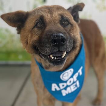 Brisket -  Shepherd and Chow Chow Dog for Adoption in Pacific Grove, California - Brisket | PetCurious