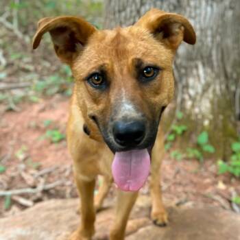 Panera -  Shepherd Dog for Adoption in Rocky Mount, Virginia - Panera | PetCurious