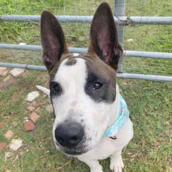 Irish Bailey -  Terrier and Bull Terrier Dog for Adoption in Corpus Christi, Texas - Irish Bailey | PetCurious