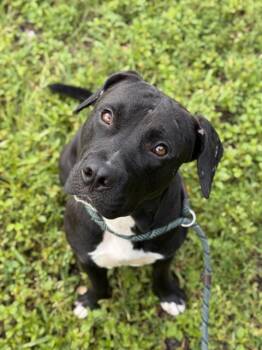 Rescue American Staffordshire Terrier Dogs for Adoption in Fort Lauderdale, Florida - WIGGLES | PetCurious