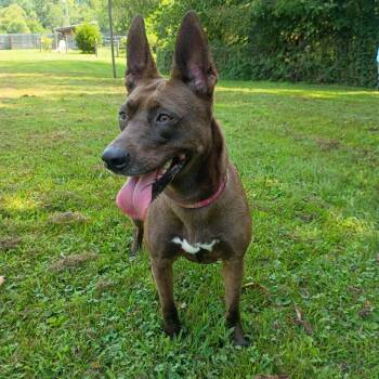 Holly -  Shepherd and Australian Kelpie Dog for Adoption in Maynardville, Tennessee - Holly | PetCurious