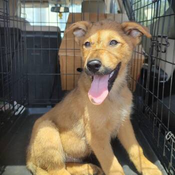 P46174 -  Great Pyrenees and German Shepherd Dog Dog for Adoption in Corsicana, Texas - P46174 | PetCurious