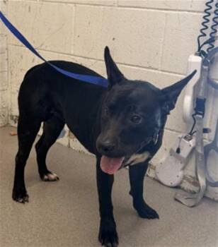 PENELOPE -  Pit Bull Terrier and Mixed Breed Dog for Adoption in San Bernardino, California - PENELOPE | PetCurious