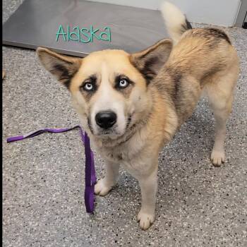 Husky Dogs Available for Adoption - Alaska | PetCurious