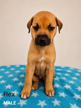 Rex -  Labrador Retriever and Mixed Breed Dog for Adoption in St. Augustine, Florida - Rex | PetCurious