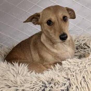 Corkie -  Chihuahua and Dachshund Dog for Adoption in Green Valley, Arizona - Corkie | PetCurious