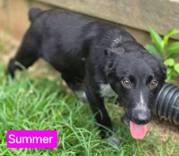Summer (5mo PUPPY) -  German Shepherd Dog Dog for Adoption in Greeneville, Tennessee - Summer (5mo PUPPY) | PetCurious