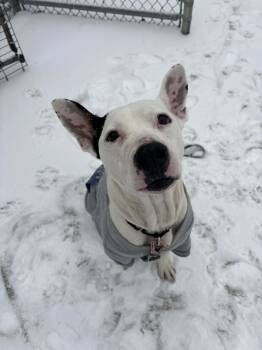 Pit Bull Terrier Dogs Available for Adoption in Altoona, Pennsylvania - Elvie | PetCurious