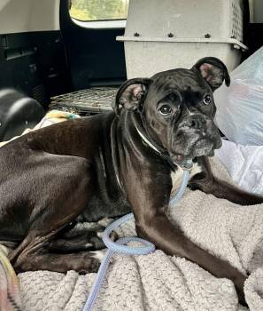 Boxer Dogs Available for Adoption - Bella | PetCurious