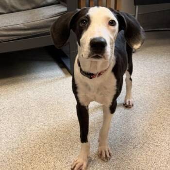 Blaze -  Mixed Breed Dog for Adoption in Lansing, Michigan - Blaze | PetCurious
