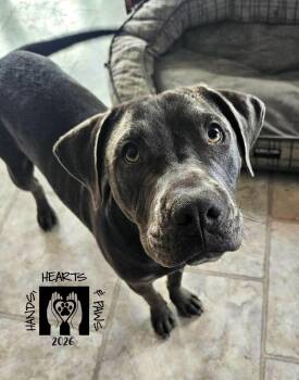 Cane Corso Dogs Available for Adoption - Pablo | PetCurious