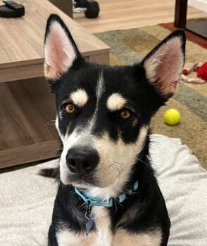Rescue Husky and Shepherd Dogs for Adoption in Sunnyvale, California - Rosie | PetCurious