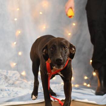 Glory -  Mixed Breed Dog for Adoption in Defuniak Springs, Florida - Glory | PetCurious
