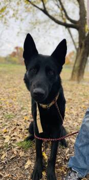 Rescue German Shepherd Dog Dogs for Adoption in Jefferson City, Missouri - Phil | PetCurious
