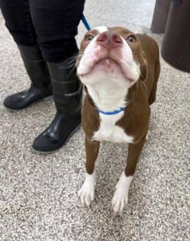Chubby -  Pit Bull Terrier and Mixed Breed Dog for Adoption in Westland, Michigan - Chubby | PetCurious