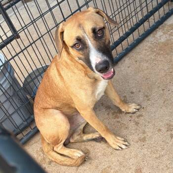 Nimbus -  Mixed Breed Dog for Adoption in Lake Jackson, Texas - Nimbus | PetCurious