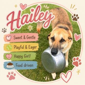 Shepherd Dogs Available for Adoption in Sherman, Texas - Hailey | PetCurious