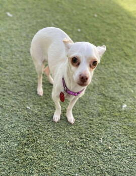 Rescue Chihuahua Dogs for Adoption in Tempe, Arizona - Kilara | PetCurious