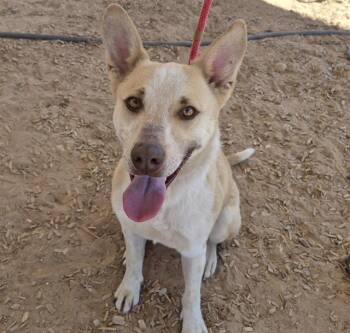 Australian Cattle Dog Blue Heeler and German Shepherd Dog Dogs Available for Adoption in Albuquerque, New Mexico - MCLOVIN