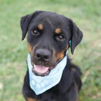 POOF -  Rottweiler Dog for Adoption in San Antonio, Texas - POOF | PetCurious