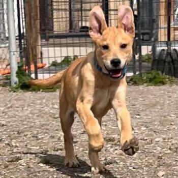 Shepherd Dogs Available for Adoption in Logan, Utah - Butter | PetCurious