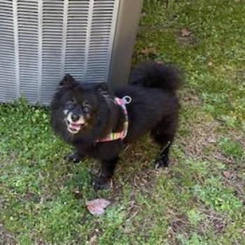 Rescue Pomeranian Dogs for Adoption in Richmond, Virginia - Coco | PetCurious