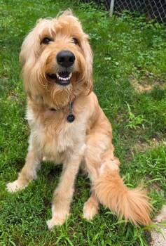 Ollie -  Golden Retriever and Standard Poodle Dog for Adoption in Oxford, Michigan - Ollie | PetCurious
