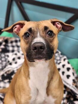 Staffordshire Bull Terrier and Mixed Breed Dogs Available for Adoption in Kalamazoo, Michigan - KIMCHI | PetCurious