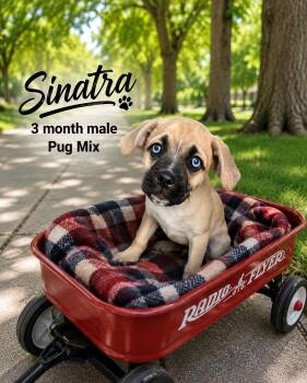 SINATRA - 3 MONTH MALE PUG MIX - PETCO, 5011 E. RAY ROAD, PHX 85 -  Pug Dog for Adoption in Mesa, Arizona - SINATRA - 3 MONTH MALE PUG MIX - PETCO, 5011 E. RAY ROAD, PHX 85 | PetCurious