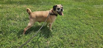 SPANKY 214-26 -  Pug Dog for Adoption in Cambridge, Ohio - SPANKY 214-26 | PetCurious