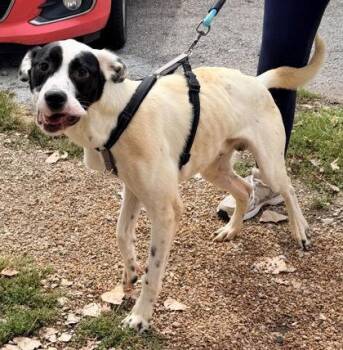 Isaac -  Mixed Breed Dog for Adoption in Hobart, Indiana - Isaac | PetCurious