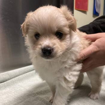 Jay -  Mixed Breed Dog for Adoption in Providence, Rhode Island - Jay | PetCurious