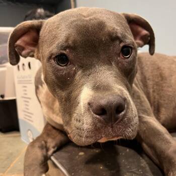 Nala -  Mixed Breed Dog for Adoption in Chattanooga, Tennessee - Nala | PetCurious